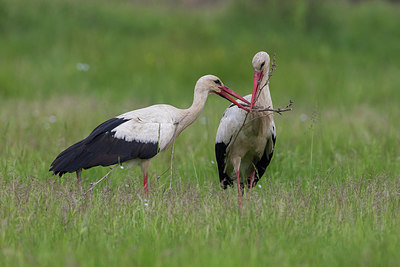 BUITEN BEELD Foto: 247960