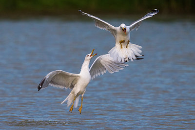 BUITEN BEELD Foto: 247997