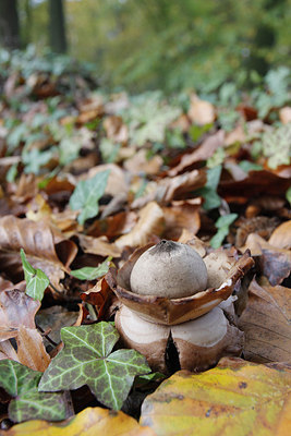 BUITEN BEELD Foto: 248003