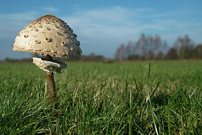 BUITEN BEELD Foto: 248039