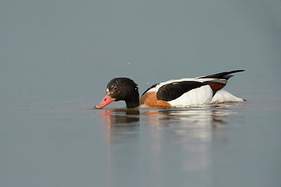 BUITEN BEELD Foto: 248045