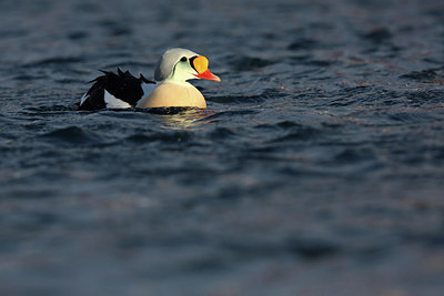 BUITEN BEELD Foto: 248138