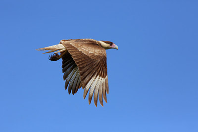 BUITEN BEELD Foto: 248142