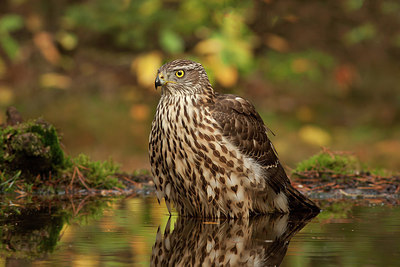BUITEN BEELD Foto: 248149