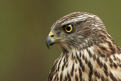 BUITEN BEELD Foto: 248152