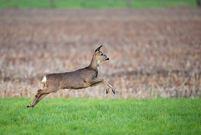 BUITEN BEELD Foto: 248184