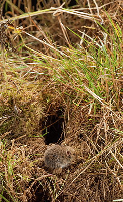 BUITEN BEELD Foto: 248195