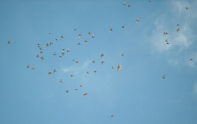 BUITEN BEELD Foto: 248222