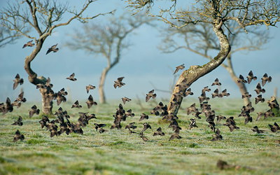 BUITEN BEELD Foto: 248228
