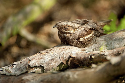 BUITEN BEELD Foto: 248237