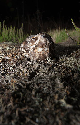 BUITEN BEELD Foto: 248245
