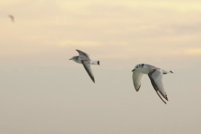 BUITEN BEELD Foto: 248258