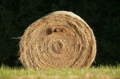 BUITEN BEELD Foto: 248306