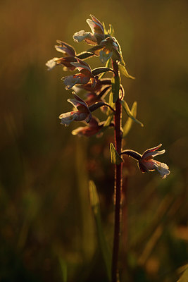 BUITEN BEELD Foto: 248356