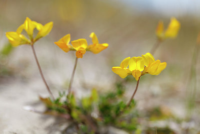 BUITEN BEELD Foto: 248372