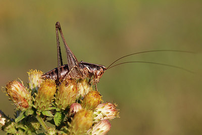 BUITEN BEELD Foto: 248381