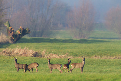 BUITEN BEELD Foto: 248382