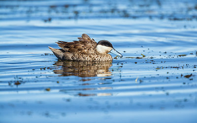 BUITEN BEELD Foto: 248403