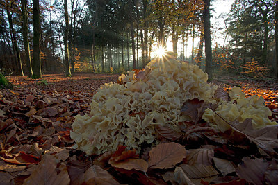BUITEN BEELD Foto: 248426
