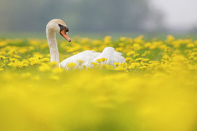 BUITEN BEELD Foto: 248439