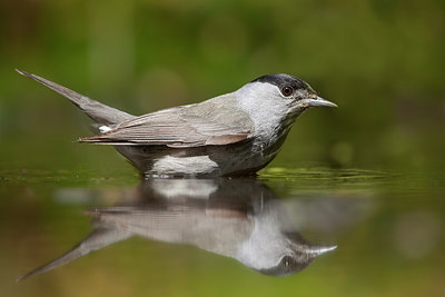 BUITEN BEELD Foto: 248445