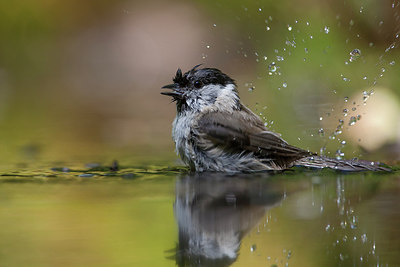 BUITEN BEELD Foto: 248446