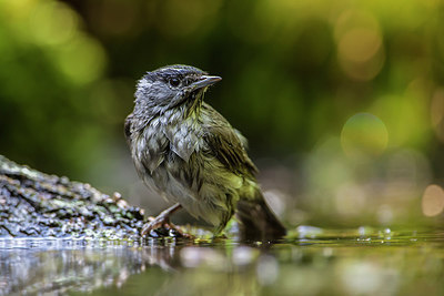 BUITEN BEELD Foto: 248449