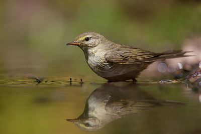 BUITEN BEELD Foto: 248452