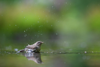 BUITEN BEELD Foto: 248455