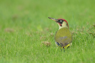 BUITEN BEELD Foto: 248468