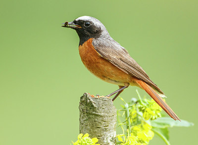 BUITEN BEELD Foto: 248472