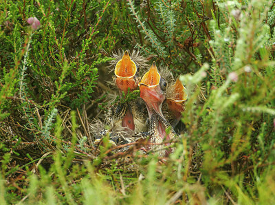 BUITEN BEELD Foto: 248474