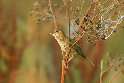 BUITEN BEELD Foto: 248475