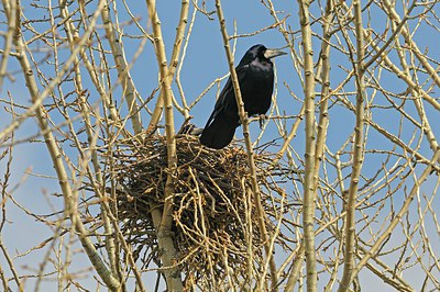 BUITEN BEELD Foto: 248502