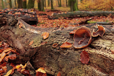 BUITEN BEELD Foto: 248507