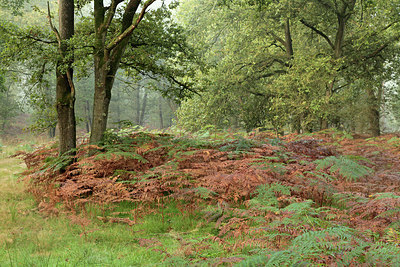 BUITEN BEELD Foto: 248513