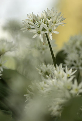 BUITEN BEELD Foto: 248520