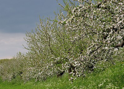 BUITEN BEELD Foto: 248541