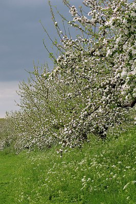 BUITEN BEELD Foto: 248542