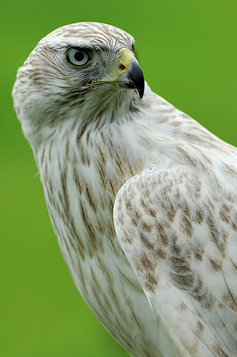 BUITEN BEELD Foto: 248549