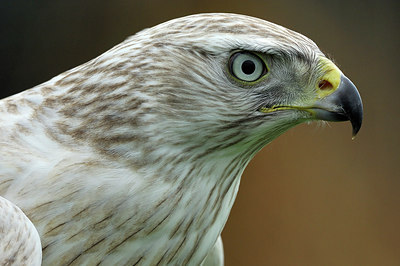 BUITEN BEELD Foto: 248550