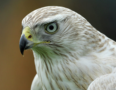 BUITEN BEELD Foto: 248551