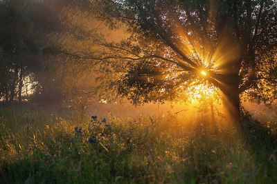 BUITEN BEELD Foto: 248572