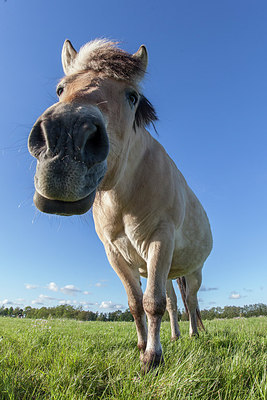 BUITEN BEELD Foto: 248582