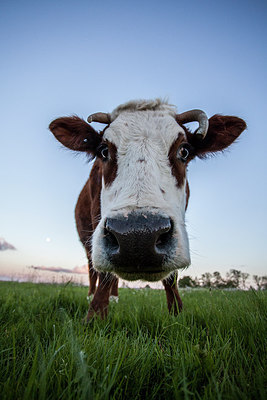 BUITEN BEELD Foto: 248585