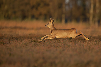BUITEN BEELD Foto: 248606