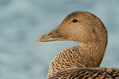 BUITEN BEELD Foto: 248614