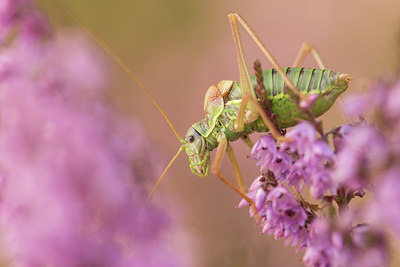 BUITEN BEELD Foto: 248617