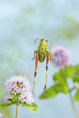 BUITEN BEELD Foto: 248620