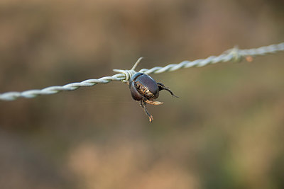 BUITEN BEELD Foto: 248629